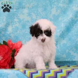 Chipmunk, Toy Poodle Puppy